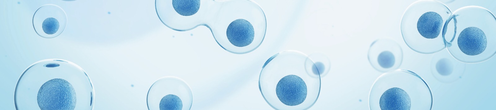 Cell Division