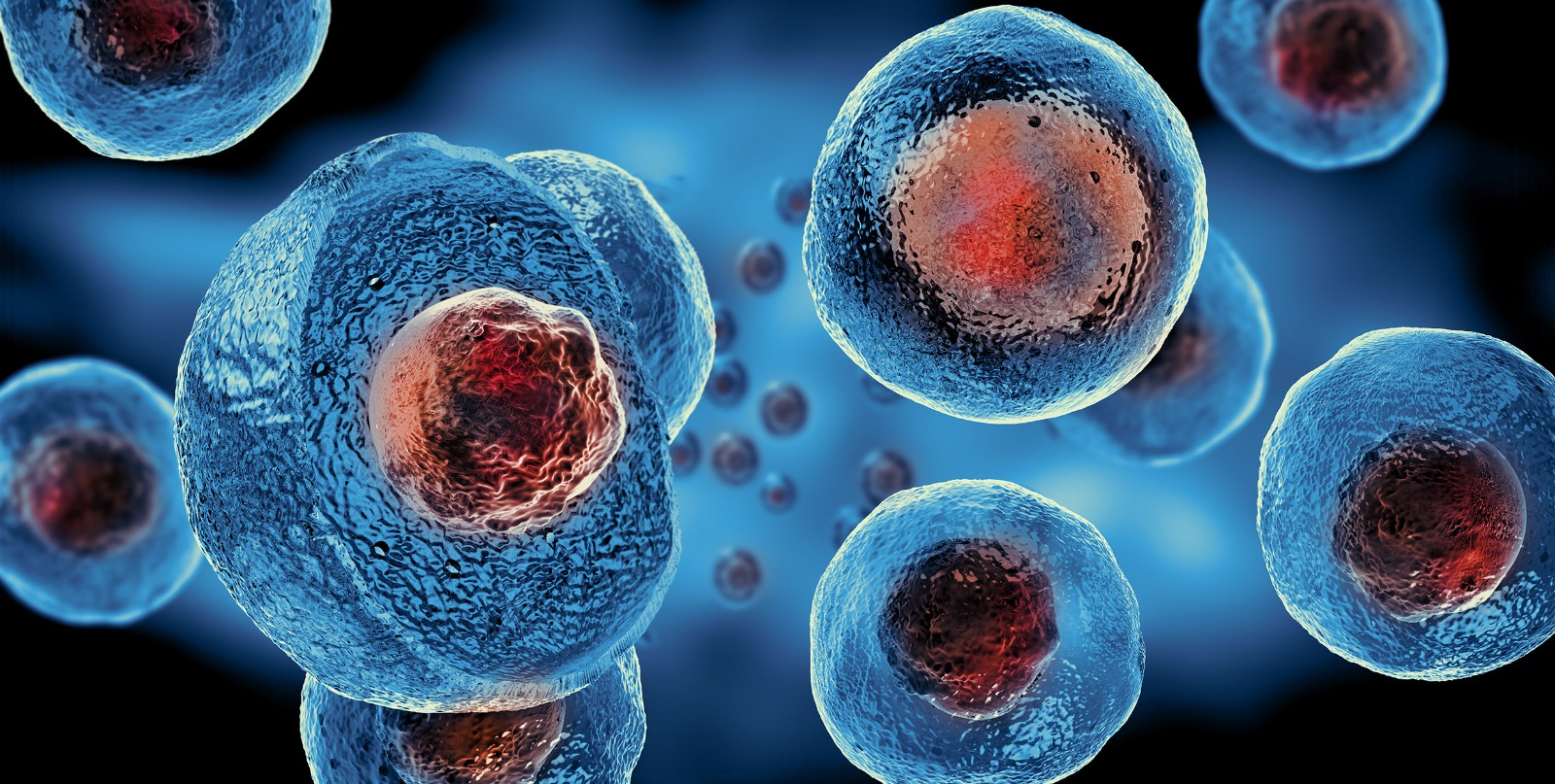Allogeneic Stem Cells